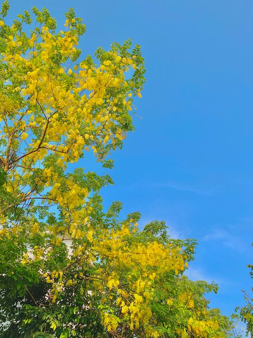 Free Bright yellow flowers bloom against a clear blue sky, capturing nature's vivid colors. Stock Photo
