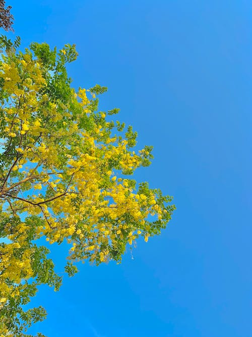 Low-Angle Shot of a Tree under the Blue Sky