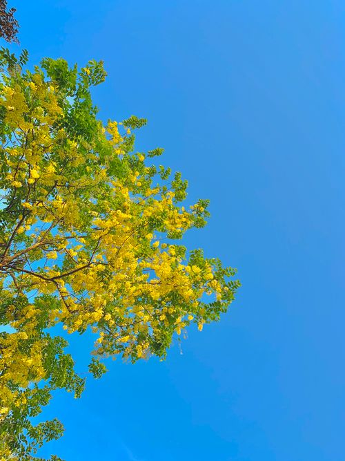 Free A vibrant depiction of yellow blossoms set against a clear blue sky, capturing the essence of a sunny day. Stock Photo