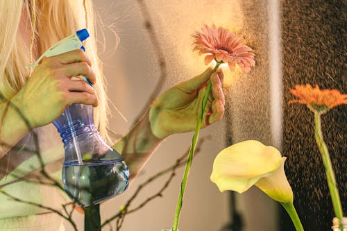 Kostenlos Kostenloses Stock Foto zu bewässerung, blühen, blumen Stock-Foto