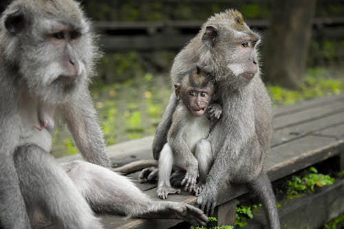 Free Grey Monkeys On Top Of Brown Table Stock Photo