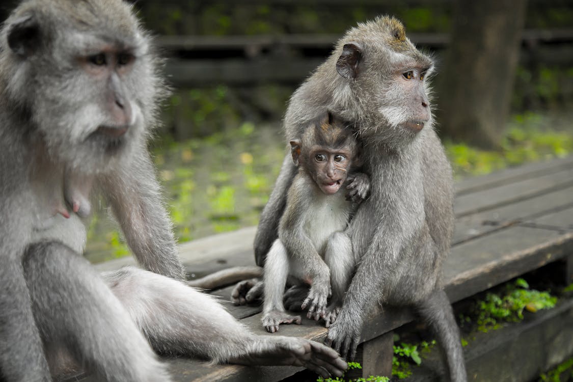 Grey Monkeys On Top Of Brown Table