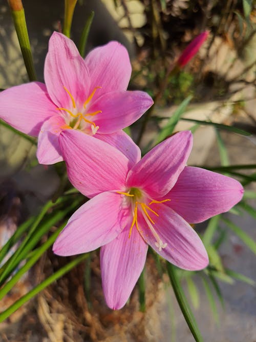 Close up of Pink Flowers