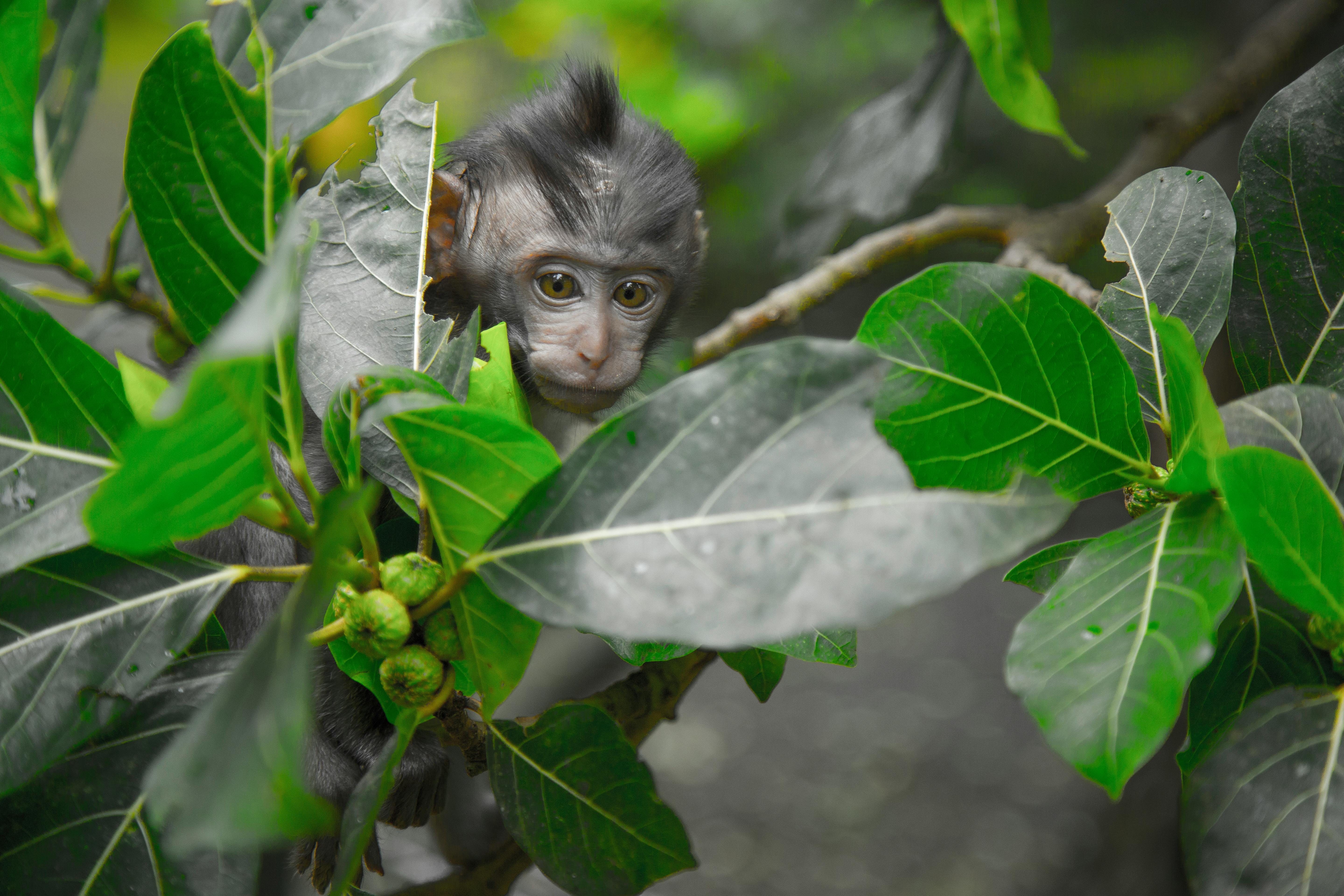 black primate seeking behind green leaf tree