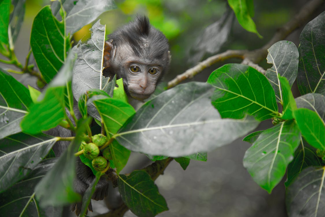 Black Primate Seeking Behind Green Leaf Tree