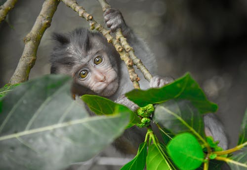 Серая обезьяна держит ветку серого дерева