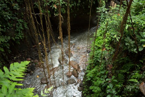 Gratis lagerfoto af å, amazonas regnskov, blade Lagerfoto