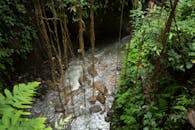 在郁郁葱葱的丛林中，一条宁静的小溪流淌着清澈的水流，周围生长着充满活力的蕨类植物