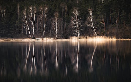 Бесплатное стоковое фото с вода, деревья, лес
