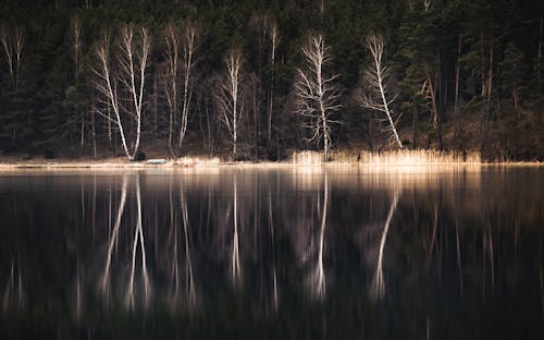 Immagine gratuita di acqua, alberi, calma