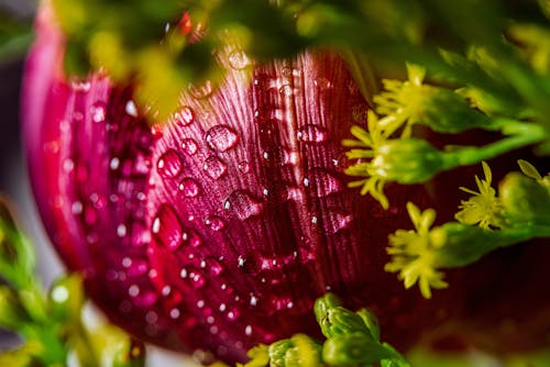 Základová fotografie zdarma na téma fialová kytka, kapky vody, krásná květina
