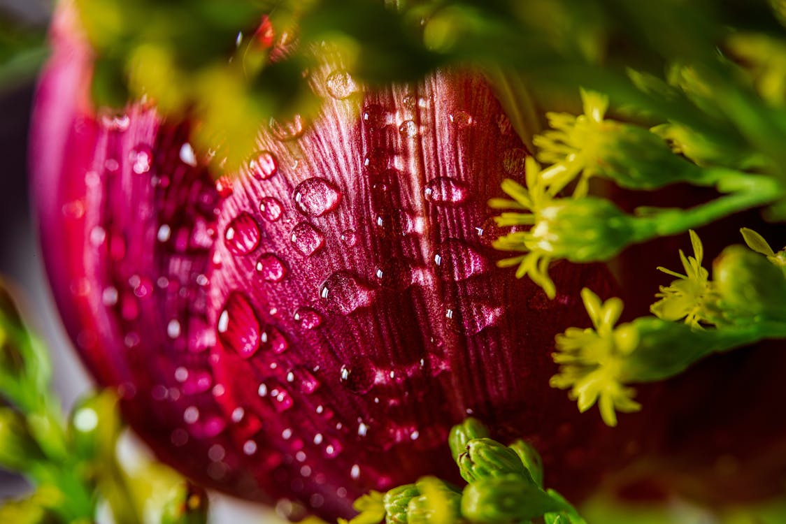 Free Purple and Green Flower With Water Droplets Stock Photo