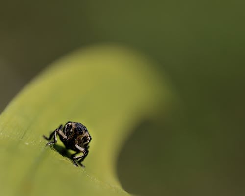 бесплатная Бесплатное стоковое фото с beetle, выборочный фокус, дикая природа Стоковое фото