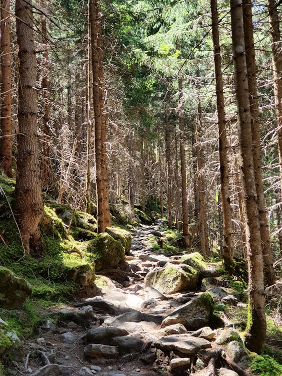 Foto stok gratis alam, Batuan berlumut, hutan