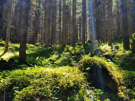 Lush green forest glade with sunbeams streaming through tall trees.