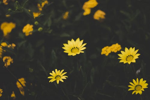 免费 黄色花瓣花 素材图片