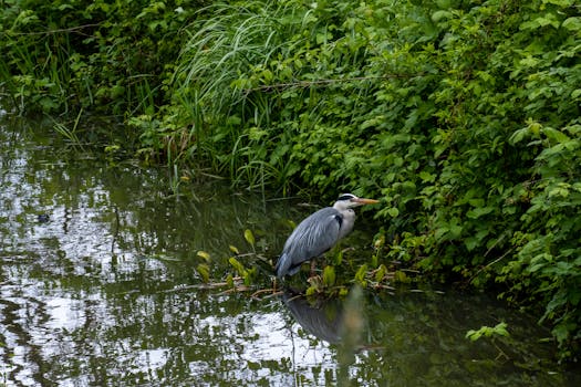 Immagine gratuita di acqua, acqua calma, airone