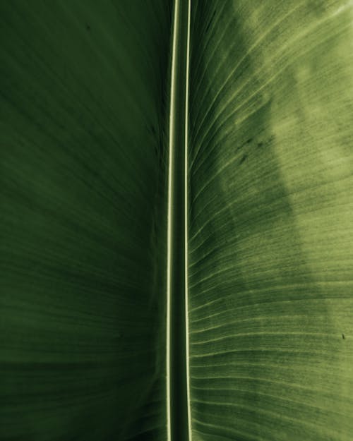 dekor, koyu yeşil, koyu yeşil bitkiler içeren Ücretsiz stok fotoğraf