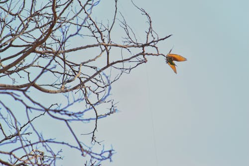 Photos gratuites de branche d'arbre, mangeur de pois vert