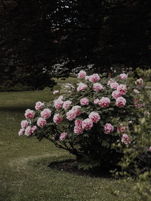 무료 모란, 분홍색 꽃, 수직 쐈어의 무료 스톡 사진