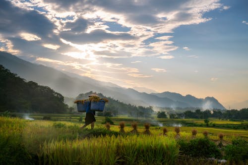 Person Harvesting Rice in a Farm
