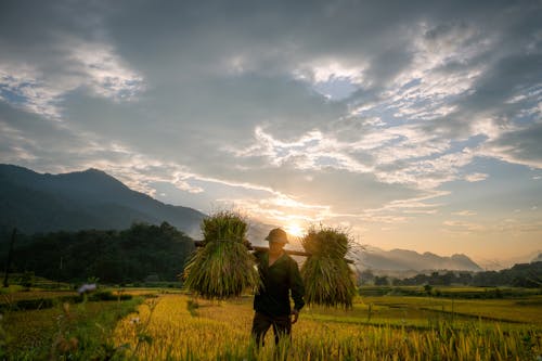 Man Carrying Crops