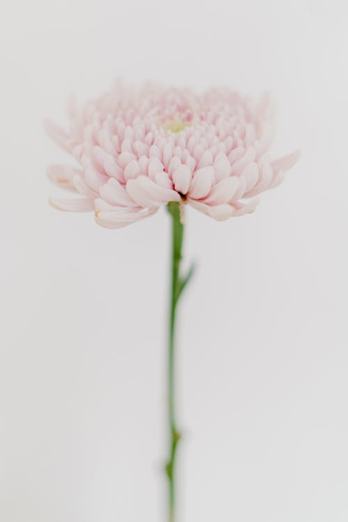 Close-Up Shot of a Chrysanthemum