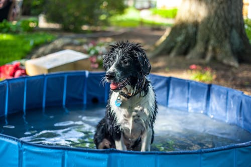 A Wet Dog in a Pool 