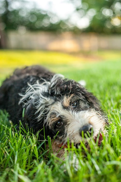 Fotos de stock gratuitas de animal, canino, césped