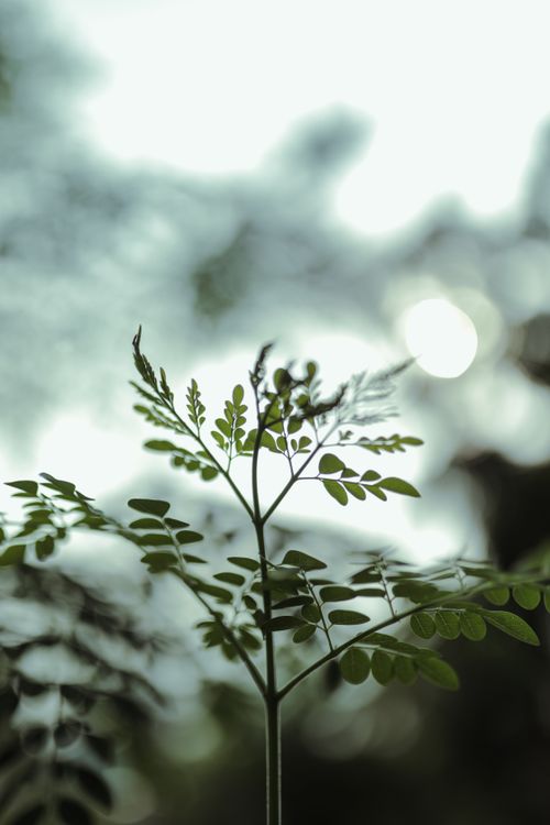 Free Thin stalk of bush with tender green leaves growing in wild woods against blurred background in nature on summer day Stock Photo
