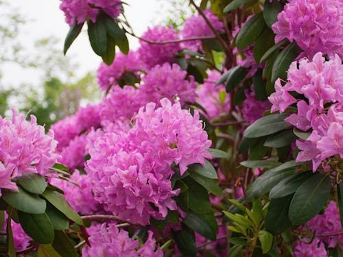 Free stock photo of flowering bush, flowering plant, purple flowers Stock Photo