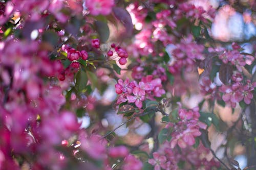 Branches of blooming apple tree