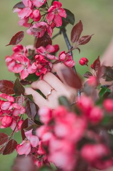 Crop faceless female with ring touching gently branches of apple tree with small flowers while standing in garden on blurred background