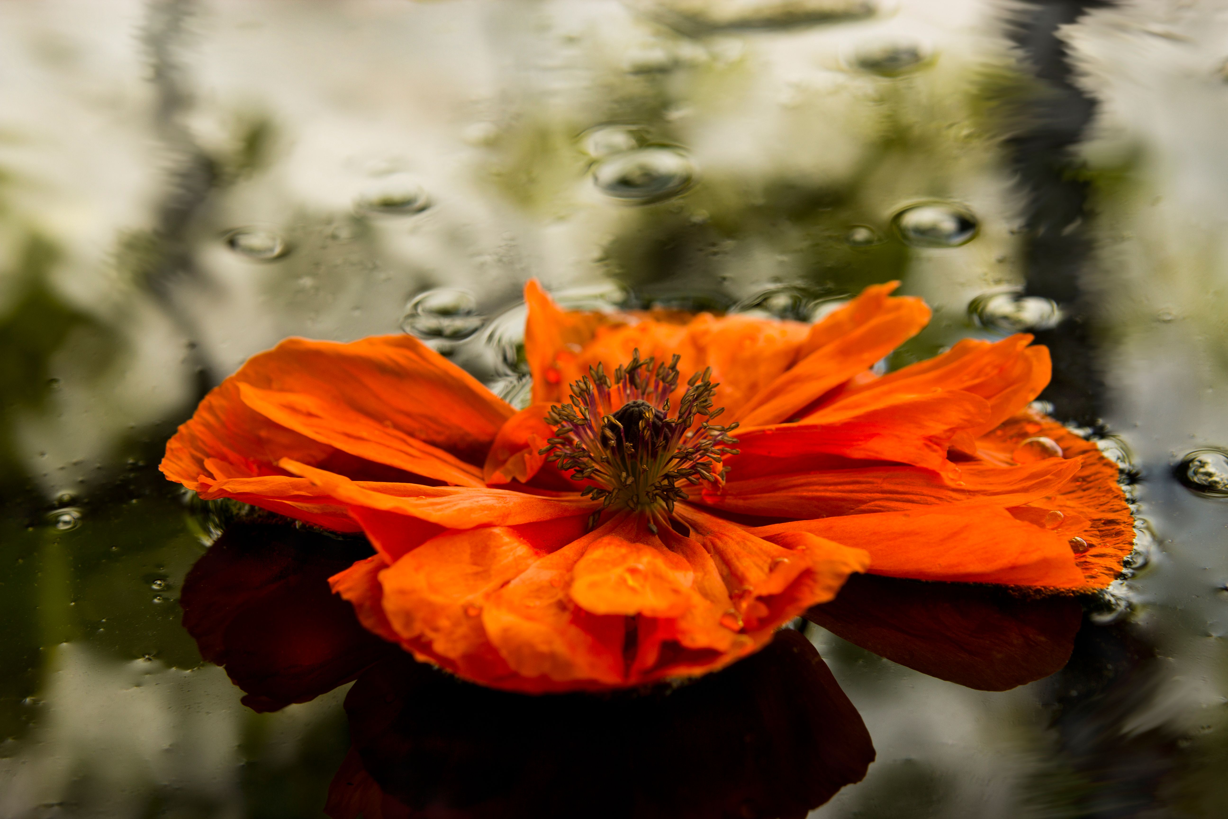 Orange Flower On Water · Free Stock Photo