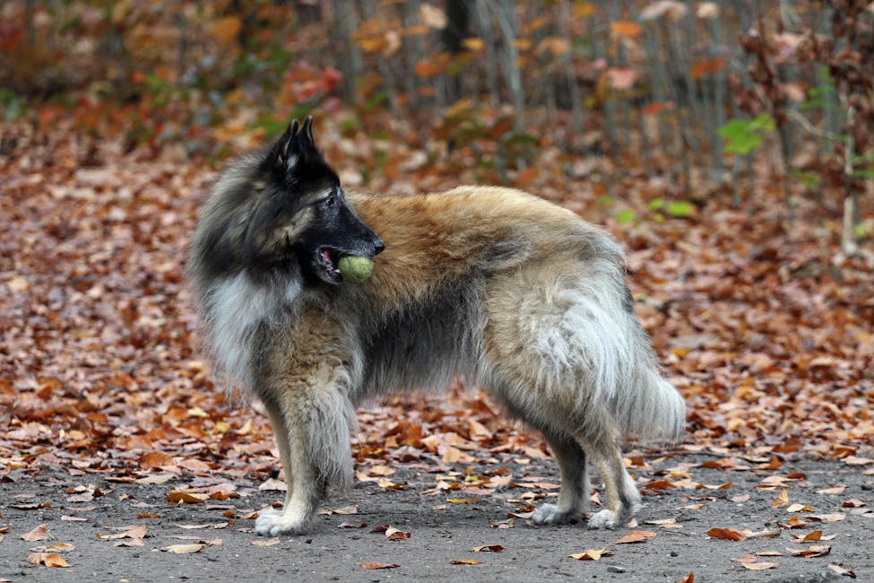 Belgian Tervuren dog training guide - Intelligent, Courageous, Alert Herding breed from Belgium