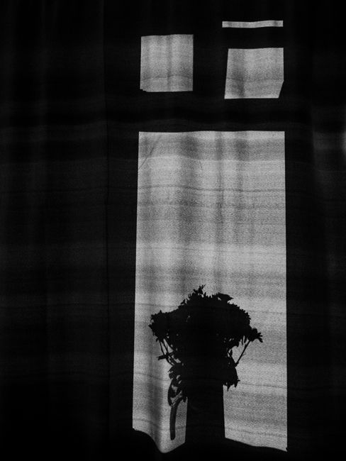 Black and white photo showcasing a flower silhouette against a window light.