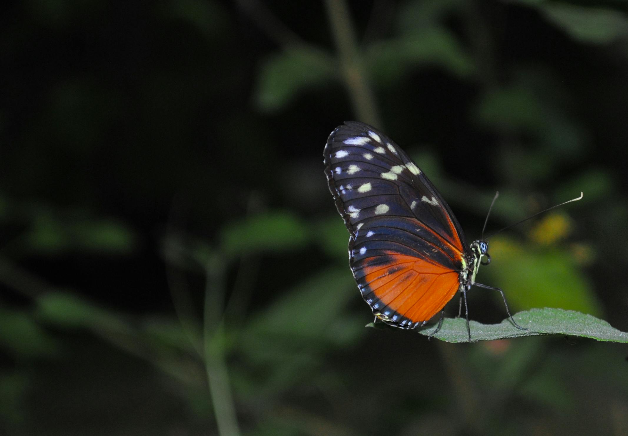 Black And Orange Butterfly Photo Free Stock Photo   Butterfly Orange Leaf Bokeh 819686 