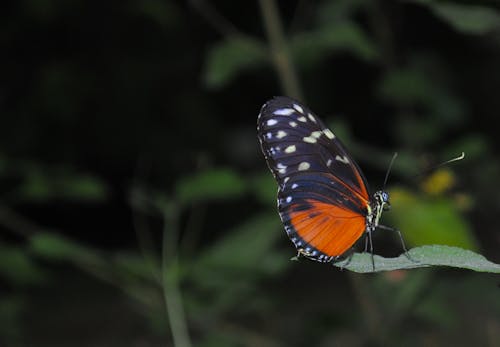 Free Black and Orange Butterfly Photo Stock Photo