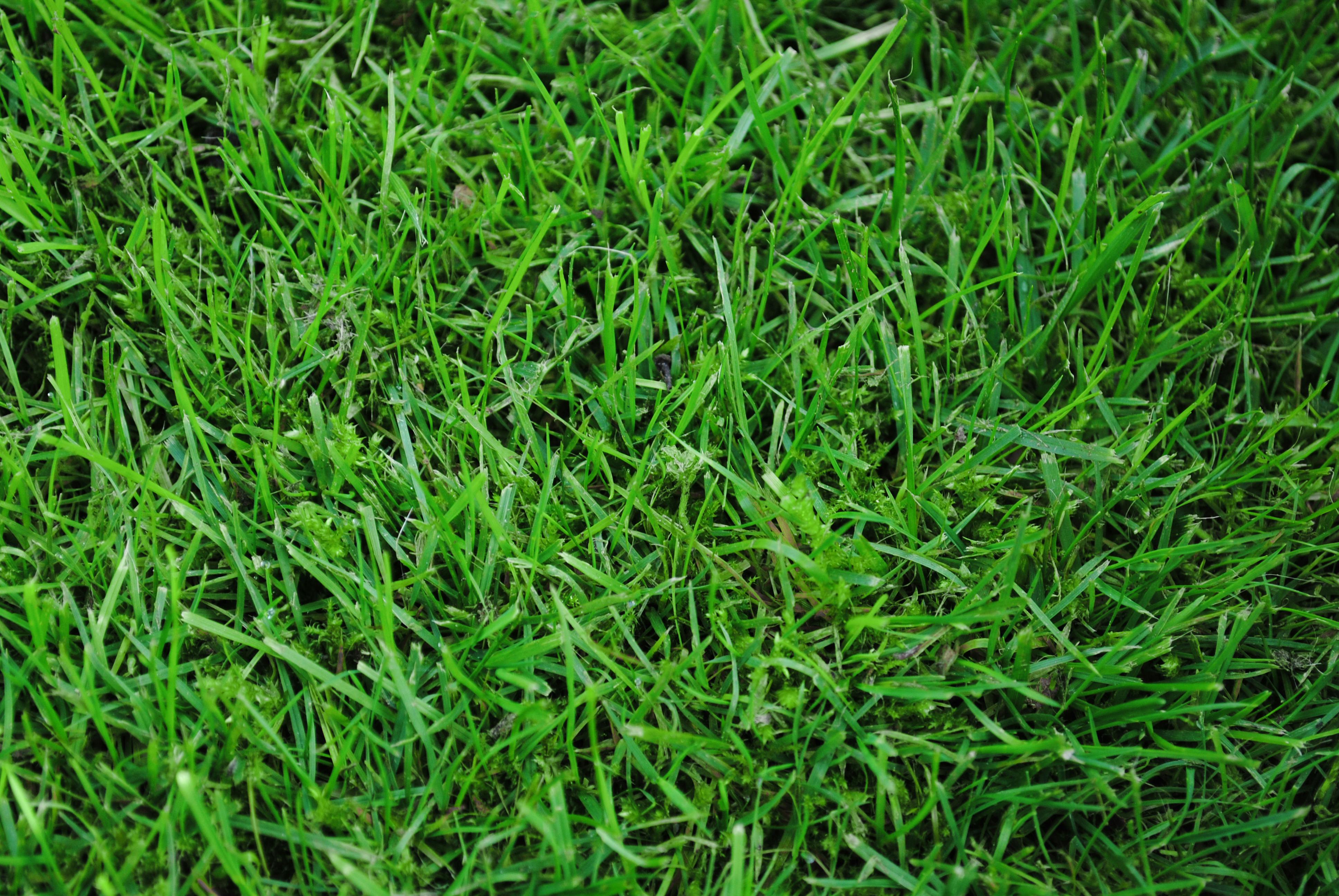 Unduh 83 Background Alam Rumput Terbaik