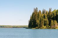 Green Trees Beside Body of Water