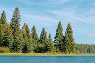 Green Trees Beside Body of Water