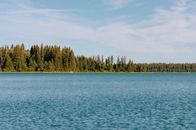 Green Trees Beside Body of Water