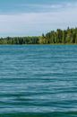 Green Trees Beside Body of Water