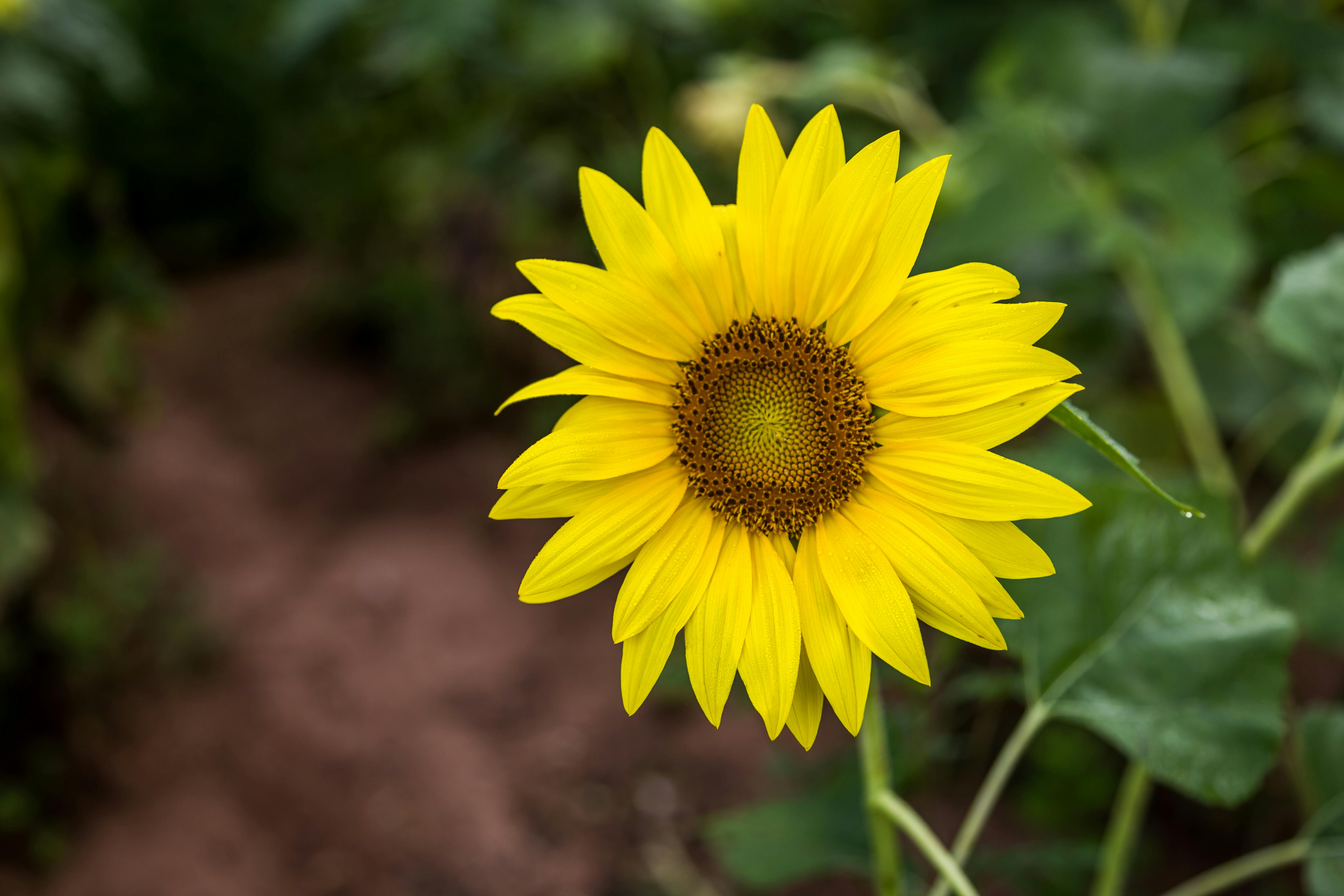 Sunflower Bloom Free Stock Photo sunflower-bloom-free-stock-photo