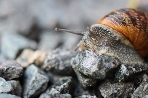 Macro Shot of a Snail