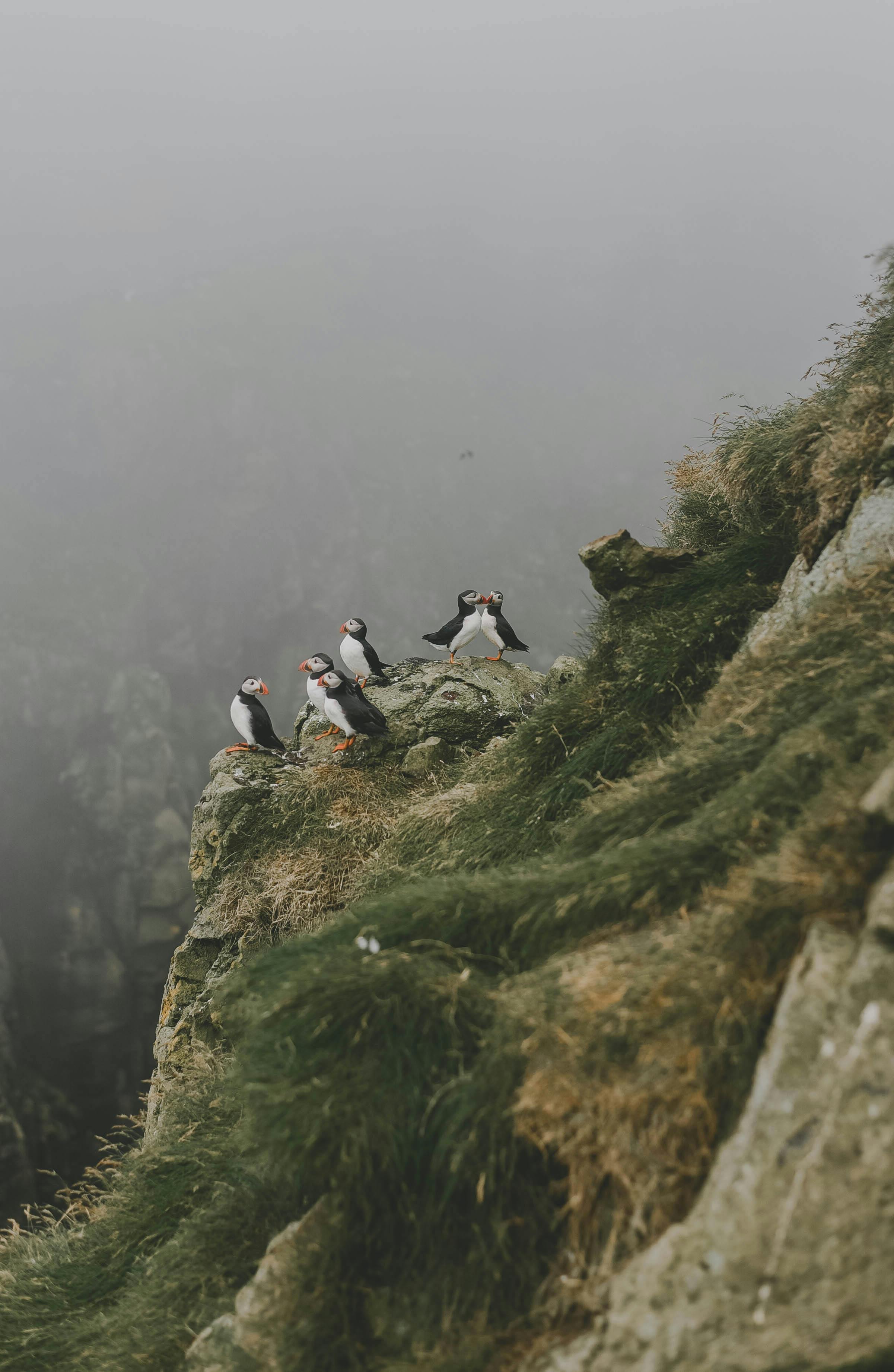 Faroe