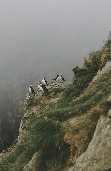 A flock of Atlantic Puffins perched on a misty cliff in the Faroe Islands, amidst lush grass and fog.