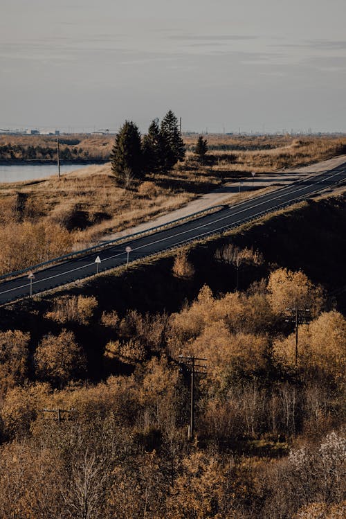 Foto d'estoc gratuïta de arbres marrons, carretera, carretera asfaltada