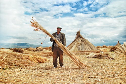 건초, 남자, 농업의 무료 스톡 사진