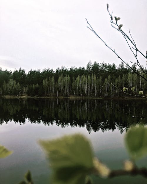 Základová fotografie zdarma na téma jezero, les, odraz